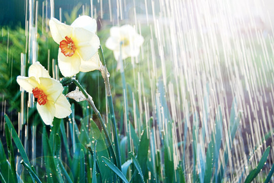 Watering white yellow daffodils, spring sunshine and waterdrops. April showers bring may flowers.
