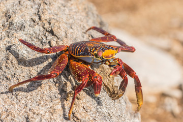 Ecuador, Galapagos National Park. Close-up of Sally light foot crab. Credit as: Cathy and Gordon Illg / Jaynes Gallery / DanitaDelimont. com