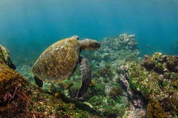 Galapagos Green Sea Turtle (Chelonia mydas agassizi) underwater, Galapagos Islands, Ecuador, Endemic Subspecies