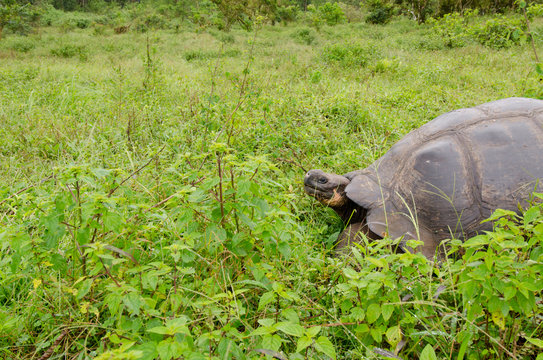 Ecuador, Galapagos. Santa Cruz highlands, wild Galapagos dome-shaped tortoise (endemic sub-species: Geochelone nigrita)