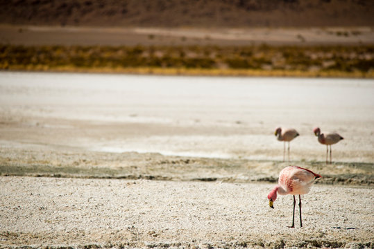 Bolivian desert, Bolivia. Flamingoes on Laguna Hedionda, Reserva Eduardo Avaroa.