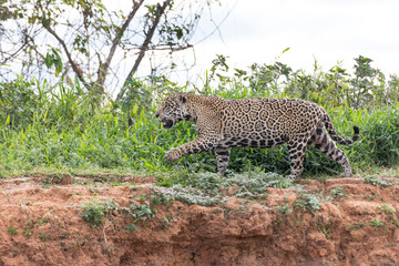 Brazil, Mato Grosso, The Pantanal, Cuiaba River, jaguar (Panthera onca) walking along the bank of the Cuiaba River.
