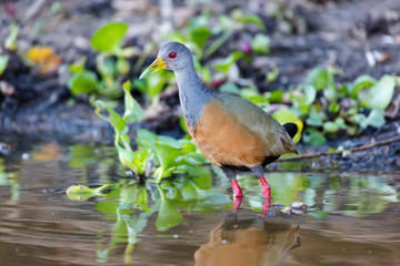 Brazil, Mato Grosso, The Pantanal, gray-necked Wood rail looking for food (Aramids cajanea).