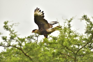 aves 