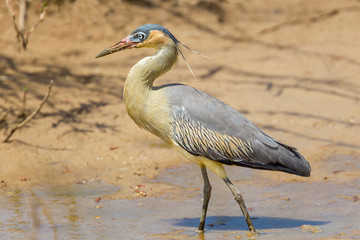 Brazil, Mato Grosso, The Pantanal, whistling heron (Syrigma sibilatrix) in small pond.
