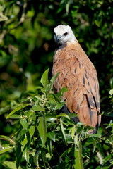 Brazil, Mato Grosso, The Pantanal, black-collared hawk (Busarellus nigricollis) in a tree.