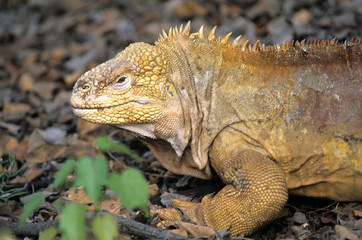 Land iguana Isla Isabela Galapagos Islands, Ecuador
