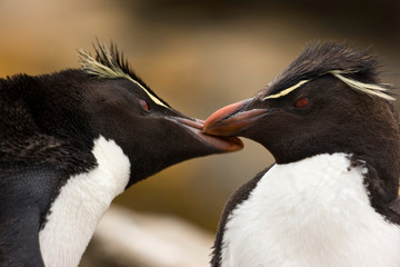 South Atlantic, Falkland Islands, New Island. Close-up of rockhopper penguins exhibiting mating...