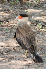 Pantanal, Mato Grosso, Brazil. Southern Crested Caracara portrait.