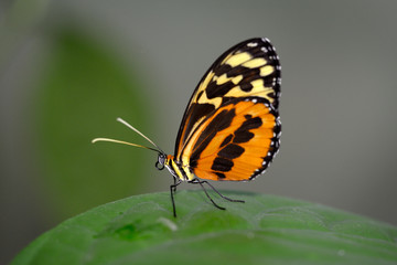 Obraz premium Ecuador, Orellana, Napo River. Heliconius Butterfly