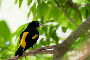 Brazil, Mato Grosso, The Pantanal, yellow-rumped cacique (Cacicus cela) calling in a tree.