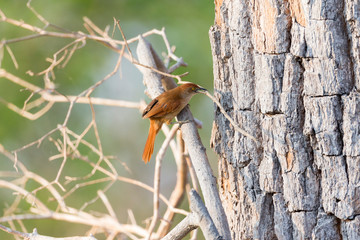 Brazil, Mato Grosso, The Pantanal, greater thornbird (Phacellodomus ruber) carrying a big stick to the nest.