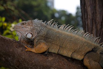 Ecuador, Guayaquil. Iguanas are found throughout the small park dedicated to Simon Bolivar.