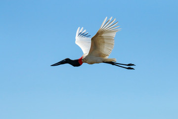 Pantanal, Mato Grosso, Brazil. Jabiru flying.
