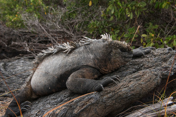 Marine Iguana (Amblyrhynchus cristatus) Galapagos Islands, Ecuador.