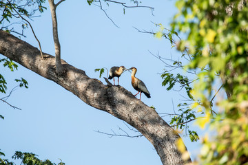 Pantanal, Mato Grosso, Brazil. Two Buff-necked Ibis exhibiting courtship behavior in a tree.