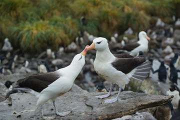 Falkland Islands. West Point Island. Black-browed albatross (Thalassarche melanophrys). Mating display.