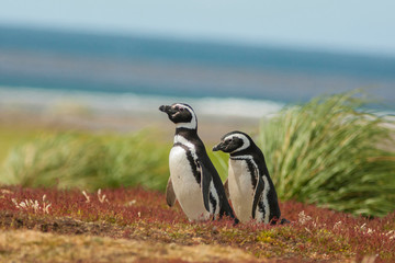 Falkland Islands, Sea Lion Island. Two Magellanic penguins. Credit as: Cathy & Gordon Illg / Jaynes...