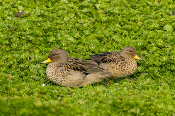 Falkland Islands, Bleaker Island. Speckled teal pair. Credit as: Cathy & Gordon Illg / Jaynes Gallery / DanitaDelimont.com