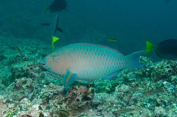 Blue-chin Parrotfish (Scarus ghobban) supermale off of Wolf Island in the northern archepelago Galapagos Islands, Ecuador.