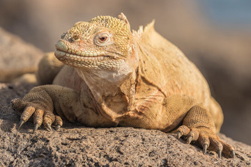 Ecuador, Galapagos National Park. Land iguana close-up. Credit as: Cathy and Gordon Illg / Jaynes Gallery / DanitaDelimont. com
