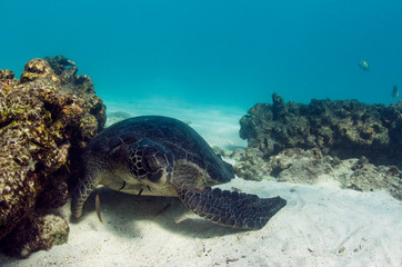 Obraz na płótnie Canvas Galapagos Green Sea Turtle (Chelonia mydas agassizi) underwater, Galapagos Islands, Ecuador, Endemic Subspecies