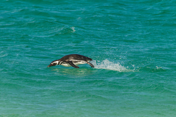 Obraz premium Falkland Islands, Bleaker Island. Magellanic penguin breaching. Credit as: Cathy & Gordon Illg / Jaynes Gallery / DanitaDelimont.com