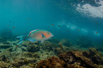 Fototapeta premium Blue-chin Parrotfish (Scarus ghobban) Galapagos Islands, Ecuador.