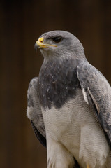 Black-chested Buzzard-Eagle (Geranoaetus melanoleucus) Ecuador, South America.