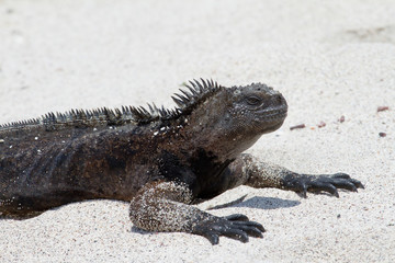 Galapagos Marine iguana, west side of San Cristobal Island, Galapagos Islands