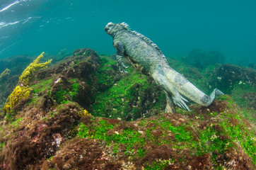 Marine Iguana (Amblyrhynchus cristatus) underwater, Fernandina Island, Galapagos Islands, Ecuador.
