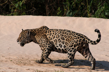 Brazil, Pantanal Wetlands, Male jaguar (Panthera onca) on the sandy bank of the Three Brothers River