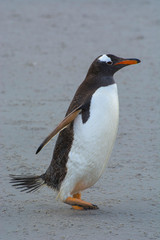 Falkland Islands. Saunders Island. Gentoo penguin (Pygoscelis papua)