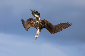 Ecuador, Galapagos Islands, Santa Cruz, Black Turtle Cove, blue-footed booby (Sula nebouxii excisa) diving for fish.