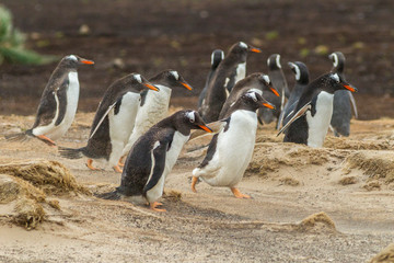 Falkland Islands, Sea Lion Island. Group of Gentoo penguins walking. Credit as: Cathy and Gordon Illg / Jaynes Gallery / DanitaDelimont. com