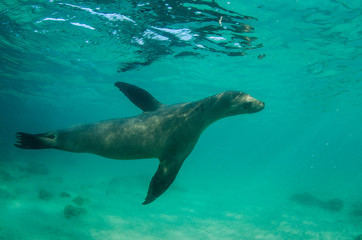 Fototapeta premium Galapagos Sea lion (Zalophus wollebaeki) underwater, Galapagos, Ecuador.