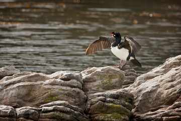 South Atlantic, Falkland Islands, West Point Island. Rock cormorant stands on rocks air drying its feathers. 
