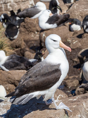 Black-browed albatross or black-browed mollymawk (Thalassarche melanophris).