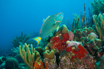 Fototapeta na wymiar Parrotfish & Red Sponge (Mycale sp.), Utila, Bay Islands, Honduras, Central America