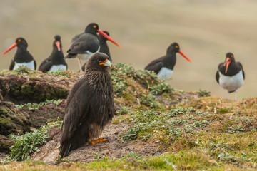 Falkland Islands, Carcass Island. Striated caracara and Magellanic oystercatcher birds. Credit as:...