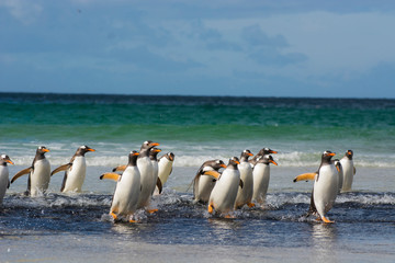 Falkland Islands. Saunders Island. Gentoo penguins (Pygoscelis papua) getting out of the water.