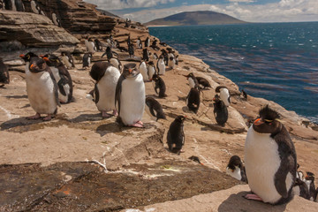Naklejka premium Falkland Islands, Saunders Island. Rockhopper penguins on cliff. Credit as: Cathy & Gordon Illg / Jaynes Gallery / DanitaDelimont.com