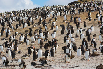 Obraz premium Falkland Islands. Saunders Island. Gentoo penguin (Pygoscelis papua) colony.
