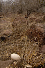 Waved albatross egg (Phoebastria irrorata) Espaola Island Galapagos Islands Ecuador. South America
