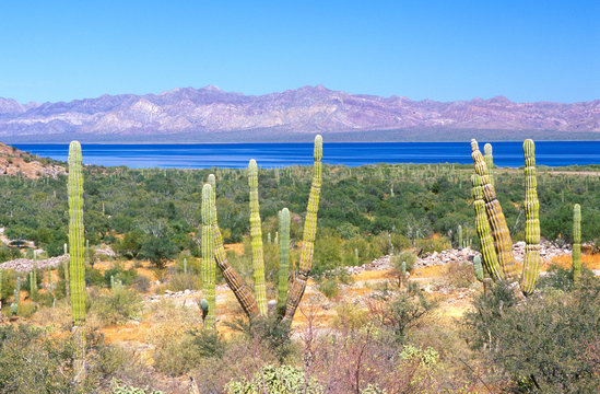 Mexico, Baja California Sur, Cardon Cactus at Bahia Concepcion
