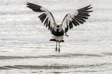 Chile, Patagonia, Puerto Natales. Southern lapwing takes flight. Credit as: Cathy and Gordon Illg / Jaynes Gallery / DanitaDelimont.com
