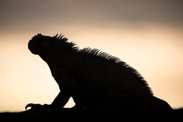 Marine Iguana (Amblyrhynchus cristatus) Galapagos Islands, Ecuador.
