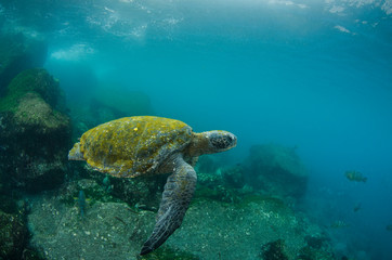 Obraz premium Galapagos Green Sea Turtle (Chelonia mydas agassizi) underwater, Galapagos Islands, Ecuador, Endemic Subspecies