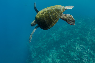 Galapagos Green Sea Turtle (Chelonia mydas agassizi) underwater, Galapagos Islands, Ecuador, Endemic Subspecies