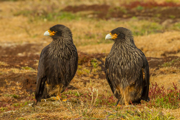 Falkland Islands, Sea Lion Island. Striated caracaras on ground. Credit as: Cathy & Gordon Illg / Jaynes Gallery / DanitaDelimont.com